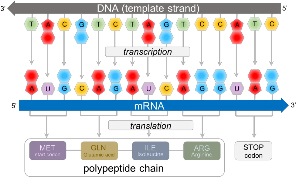 Download Predicting Polypeptide Chains From Dna Mrna Vertical Png Dna Strand Png