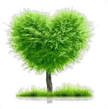 Stock Photogreengrassandheartshapetreeonwhite Background For Family Tree Png Grass Background Png