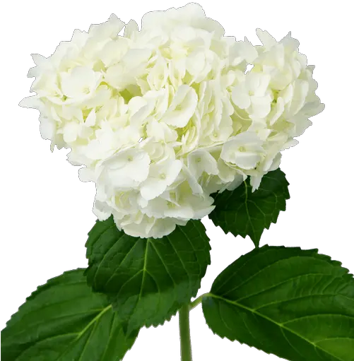 White Hydrangeas White Hydrangea Transparent Png Hydrangea Png