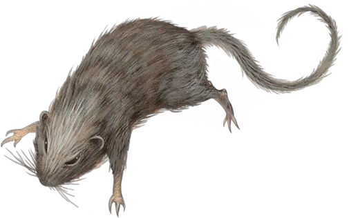 Rat Rat Dnd Png Rat Transparent