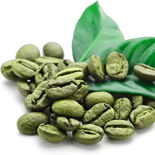 Download Hd Green Coffee Beans Green Coffee Bean Png Beans Png
