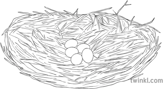Great Blue Heron Nest Eggs Bird Science Ks2 Bw Rgb Empty Png Nest Egg Icon