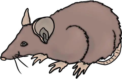 Rcpb40 Rat Clipart Png Blood Yespress Rat Clipart Rats Png