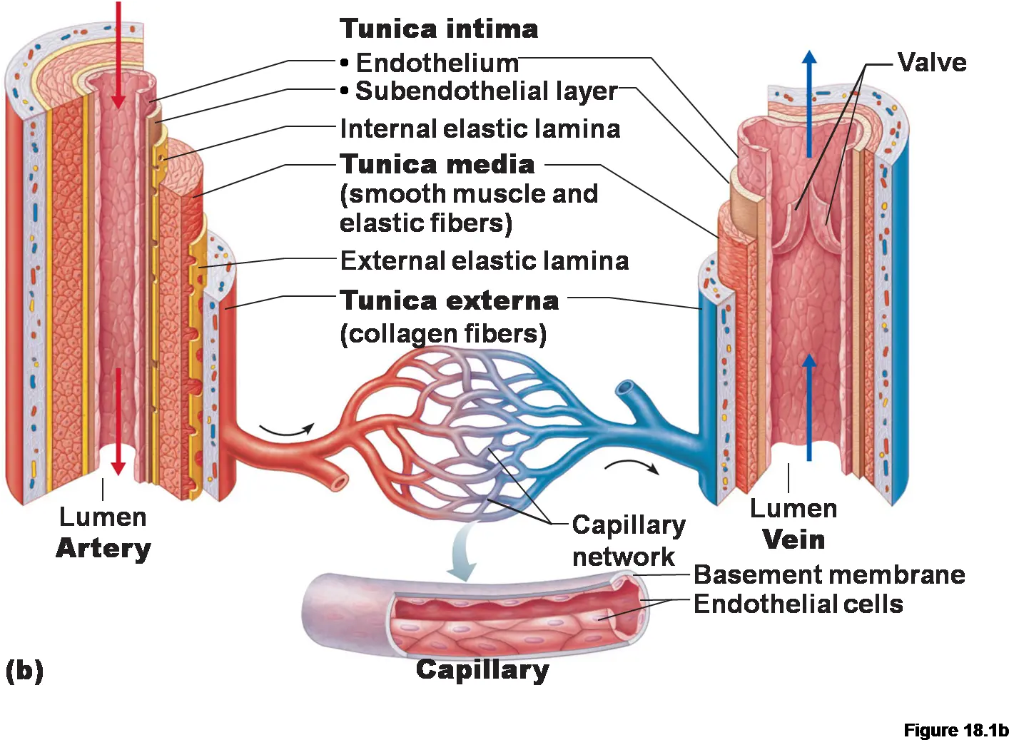 Pin Label The Structural Features Of Arteries Veins Png Veins Png