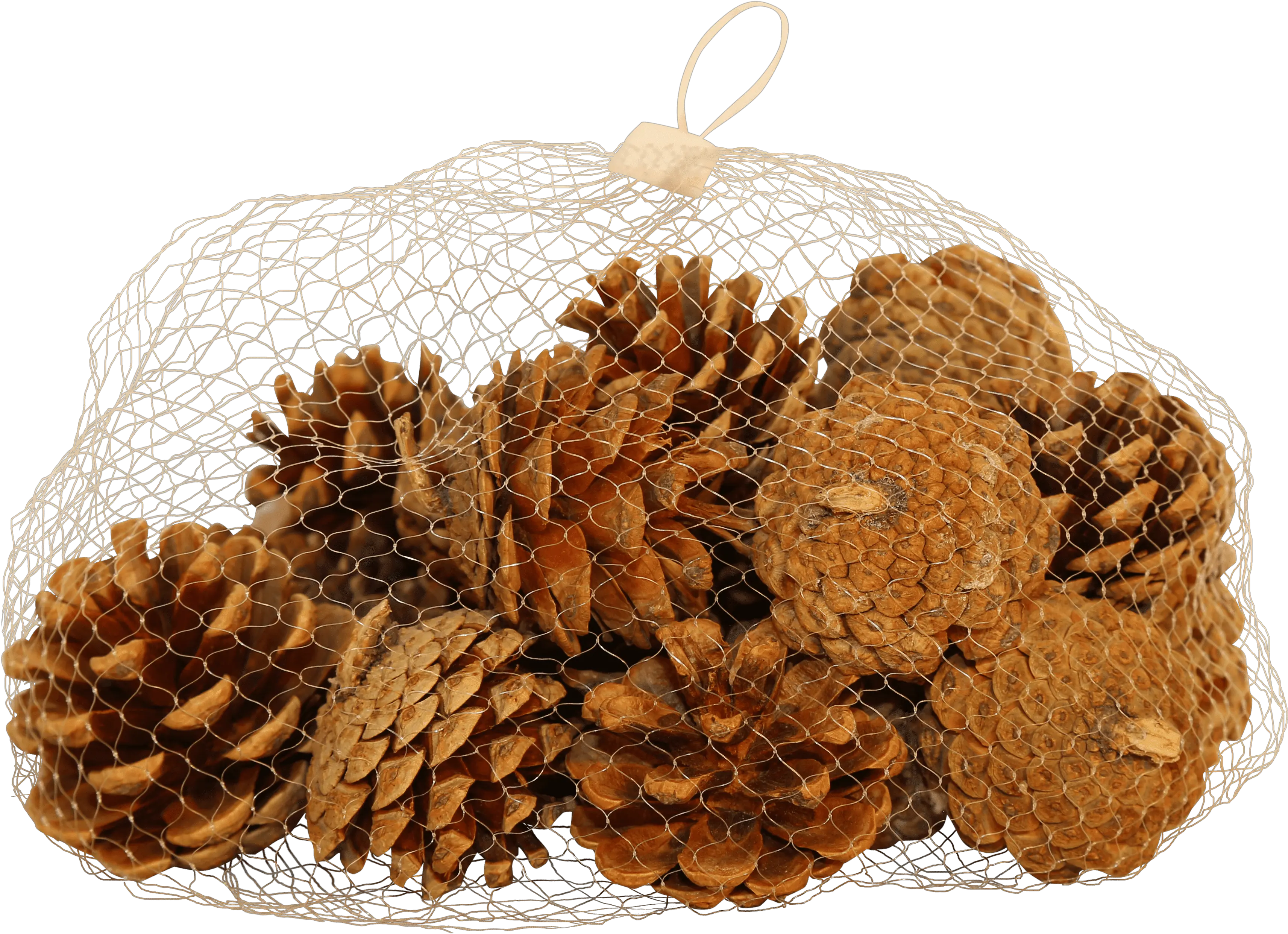 Download Natural Pine Cones Fruit Hd Png Download Uokplrs Fruit Pine Cone Png