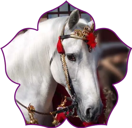 Indian Wedding White Horse Rental White Horse In Indian Weddings Png White Horse Png