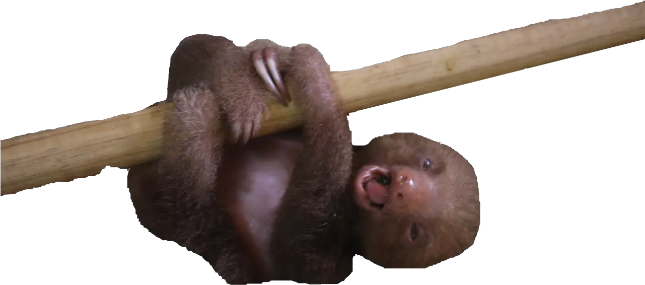 Transparent Sloths U2014 Aww Its So Weird Looking Weird Images With Transparent Background Png Sloth Transparent Background