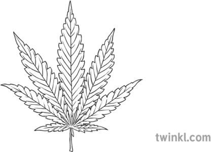 Cannabis Leaf Drug Substance Pot Weed Plant Smoke Dangerous Sketch Png Pot Leaf Transparent