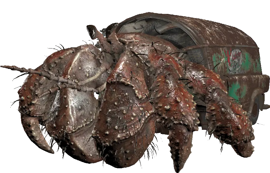 Hermit Crab Png Transparent Collections Hermit Crab Crab Transparent Background