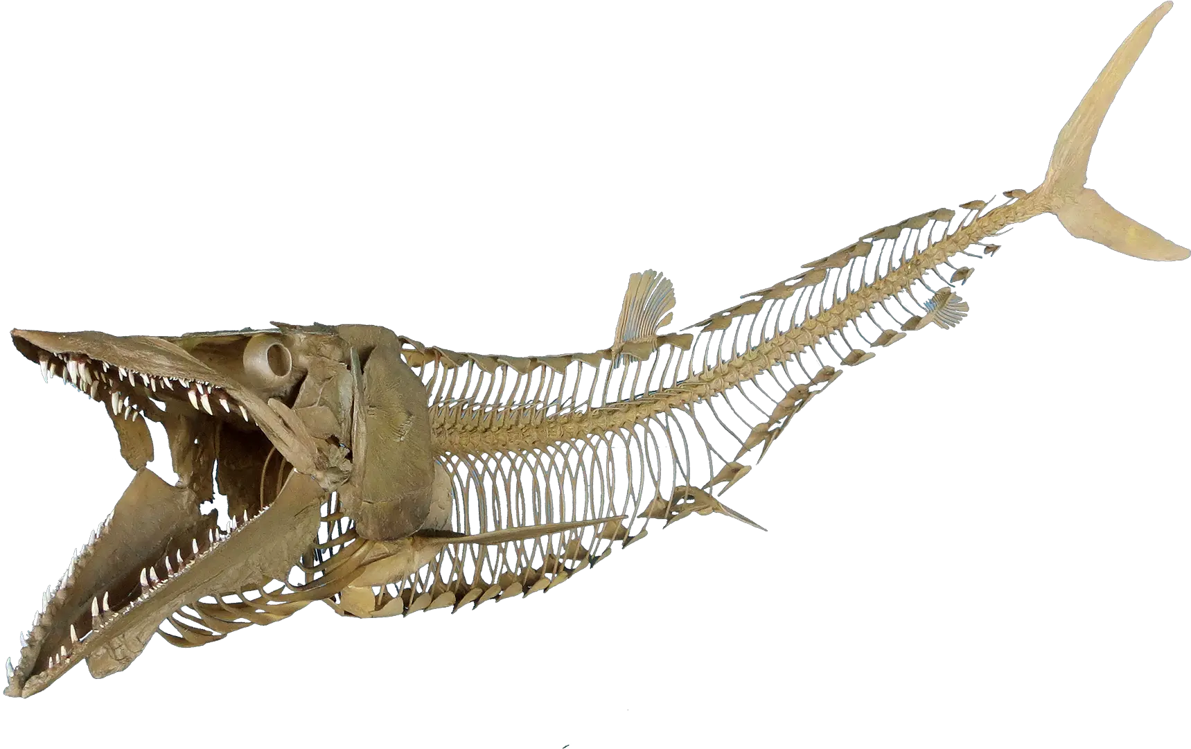 Download Cimolichthys Nepaholica Fish Skeleton Transparent Skeleton Fish Png Hd Skeleton Transparent