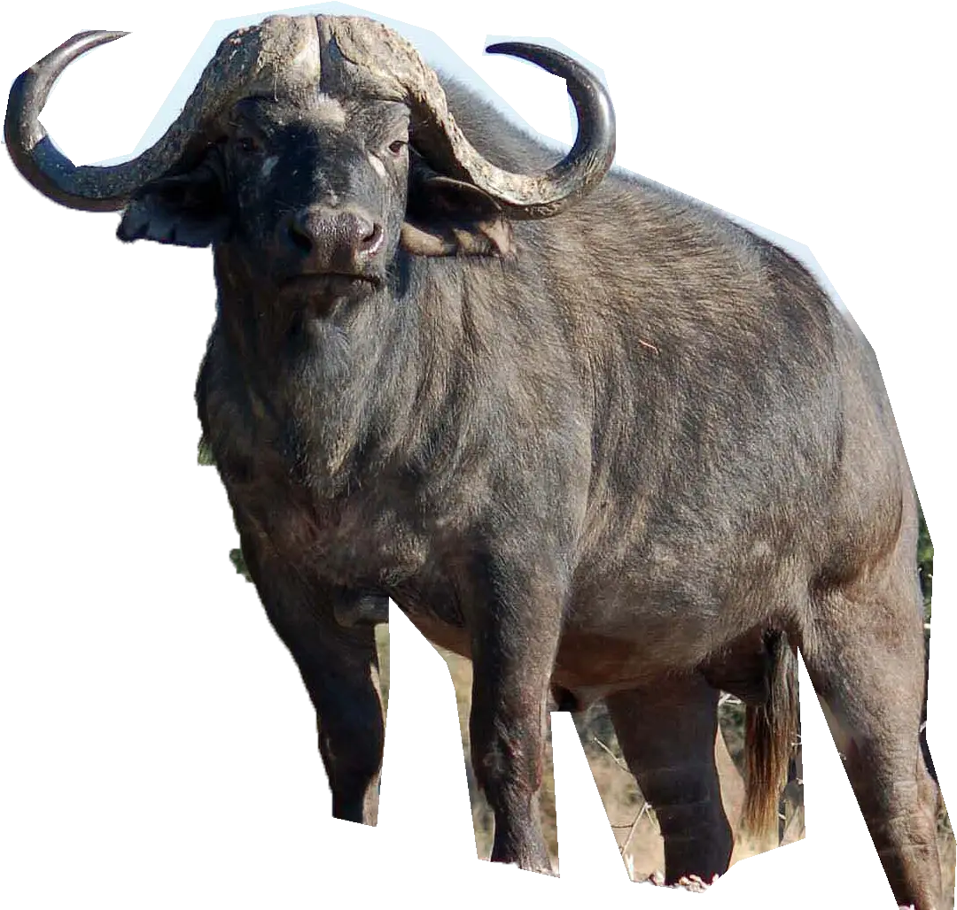 Vector Bull Buffalo Transparent U0026 Png Clipart Free Download Background