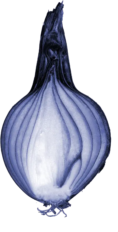 Fileblueonioncutpng Wikipedia Cross Section Of Onion Bulb Onion Png