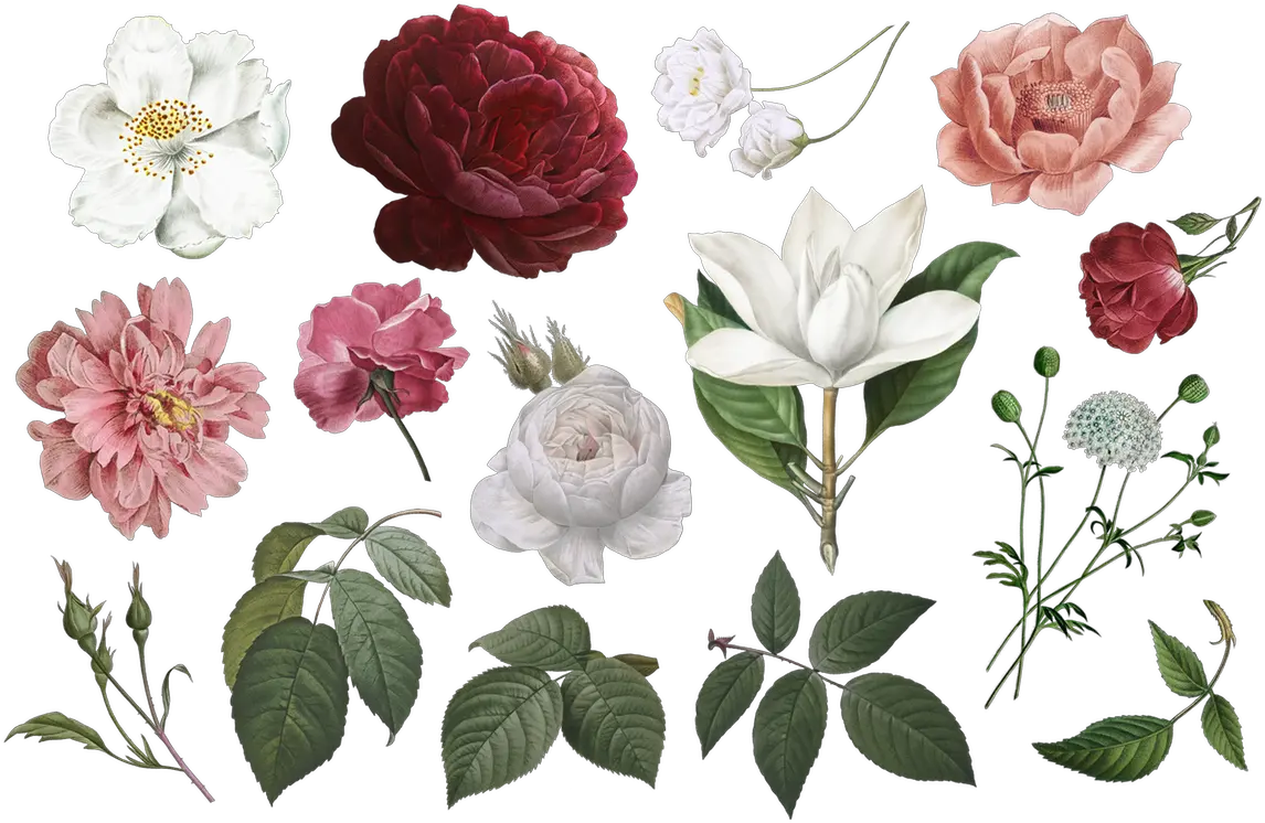 Free Vintage Flower Clipart Png Commercial Use In 2020 Flowers Clip Art