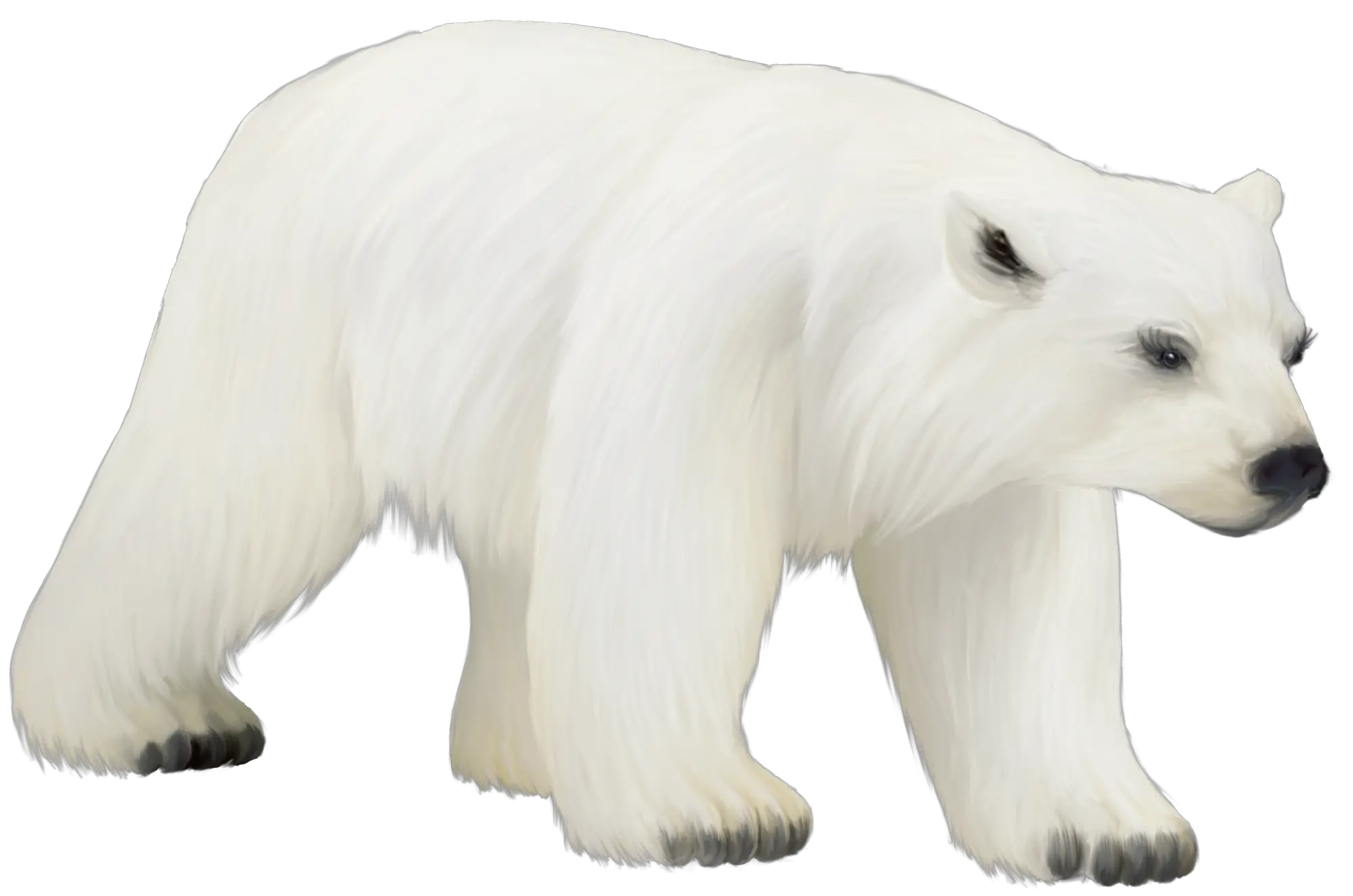 Polar Bear Bird Animal Clip Art Polar Bear Png Polar Bear Png