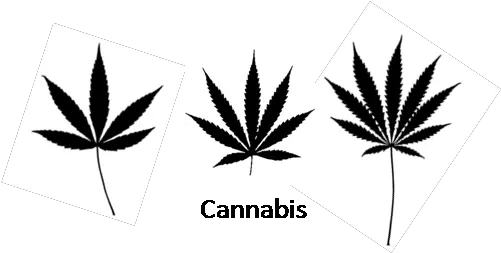 5 Point Marijuana Leaf Marijuana 5 Point Leaf Png Marijuana Leaf Transparent