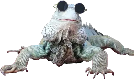 Transparentkiwi U2014 T R A N S P E Lizard Transparent Lizard Png Lizard Transparent