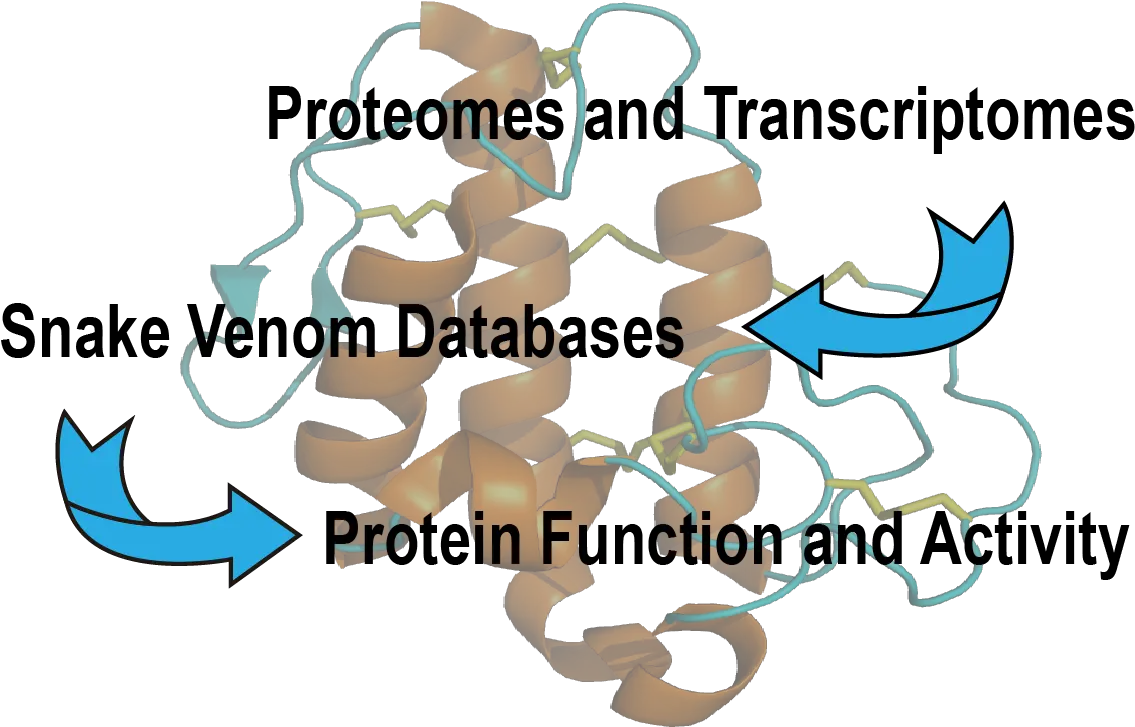 Toxins Free Full Text Computational Studies Of Snake Graphic Design Png Venom Snake Png