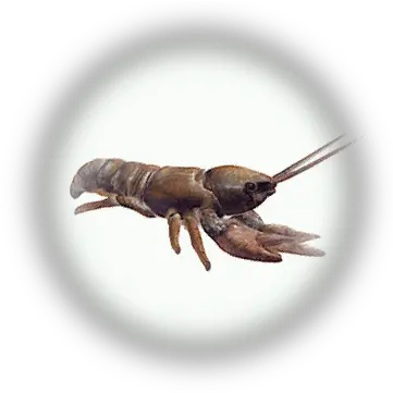 Crawfish Parasitism Png Crawfish Icon