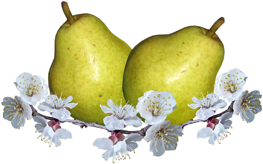 Download Fruit Pears Pear Blossom Nutrition Food Pear Png Poirier Pear Png
