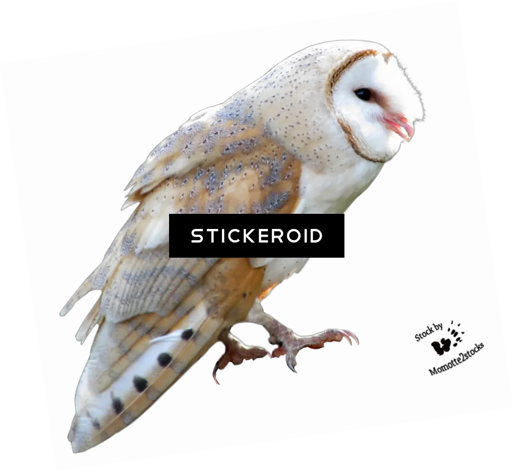 Barn Owl Birds Barn Owl Png Barn Owl Png