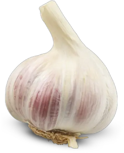 Png Background Head Of Garlic Png Garlic Transparent Background