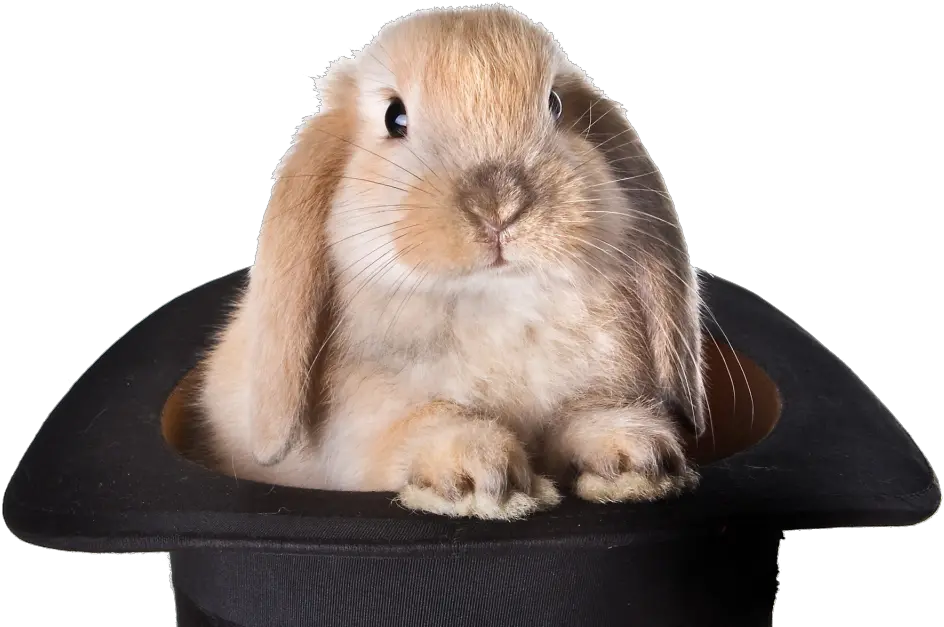 Download Rabbit Hat Transparent Background Png Rabbit Out Pulling A Rabbit Out Of A Hat Rabbit Transparent