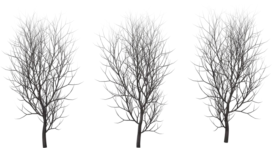 Download Hd Winter Tree Png Transparent Winter Trees Png Winter Tree Png
