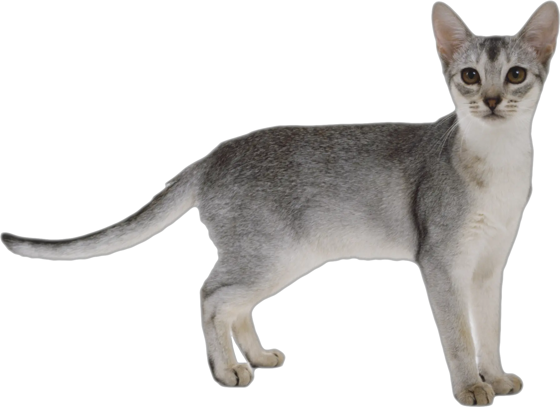 Abyssinian Kitten Cat Png White Background Cats Transparent Background