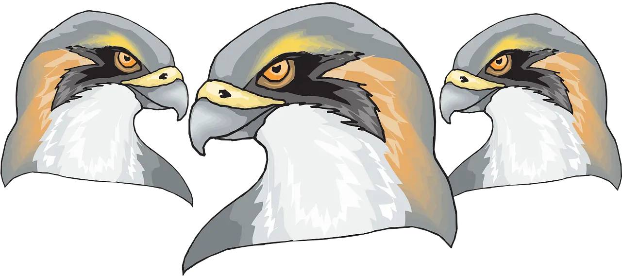 Bird Falcon Predator Free Vector Graphic On Pixabay Hawk Head Png Falcon Png