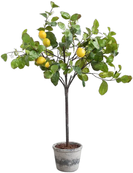 Faux Potted Lemon Tree Potted Lemon Tree Painting Png Lemon Tree Png