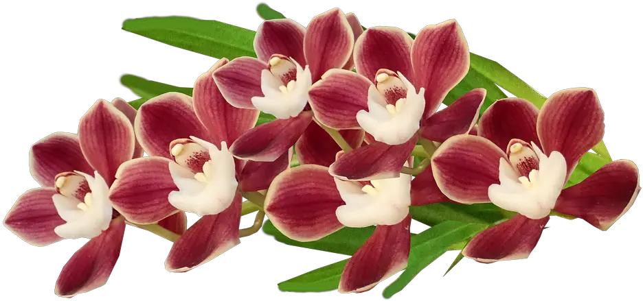 Flowers Red Orchids Free Photo On Pixabay Orchids Of The Philippines Png Orchid Png