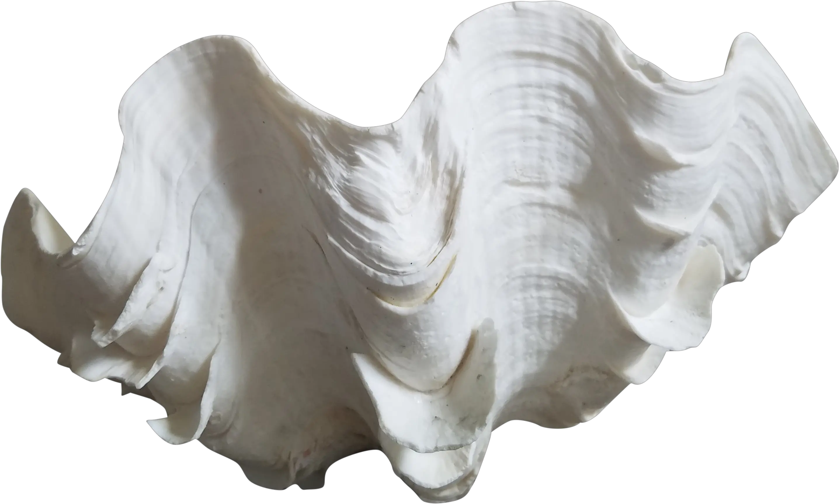 Clam Shell Png Natural Clam Shell Specimen Sabon Home Conch Goose Png