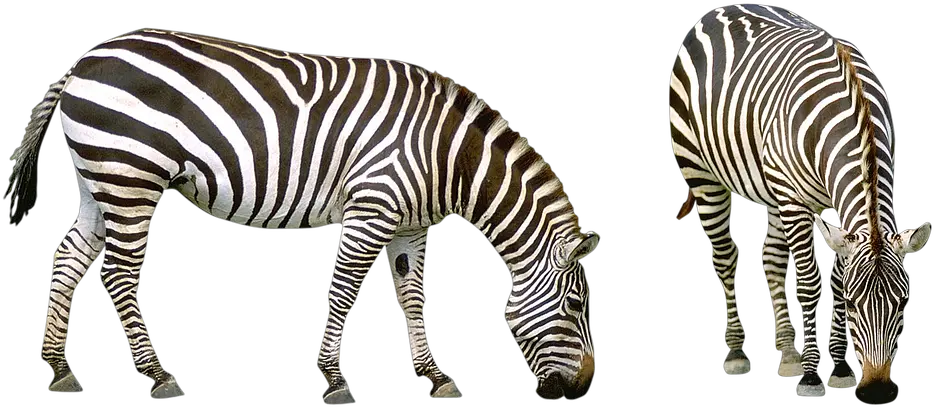 Realistic Zebra Png Photos African Savanna Animals Png Zebra Png