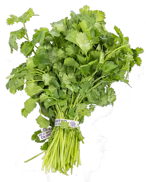 Download Cilantro Parsley Png Cilantro Png