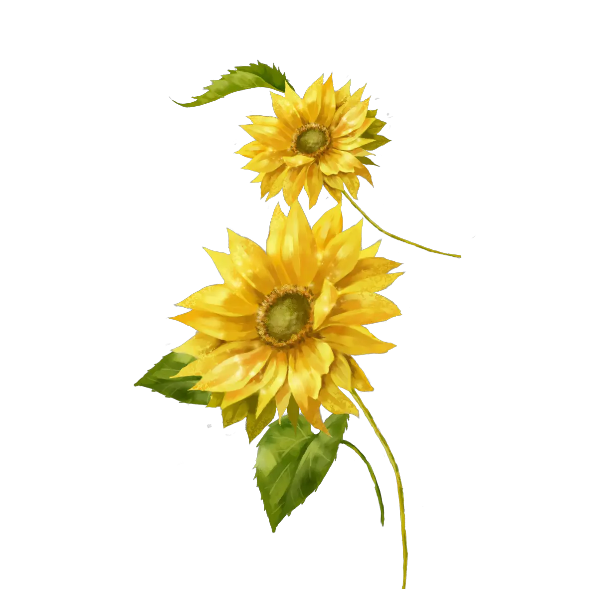 Png Image Of Sunflower