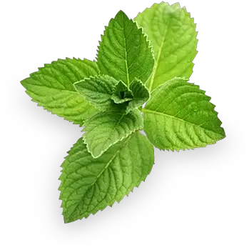 Pepermint Png Images Free Download Pudina Png Mint Png