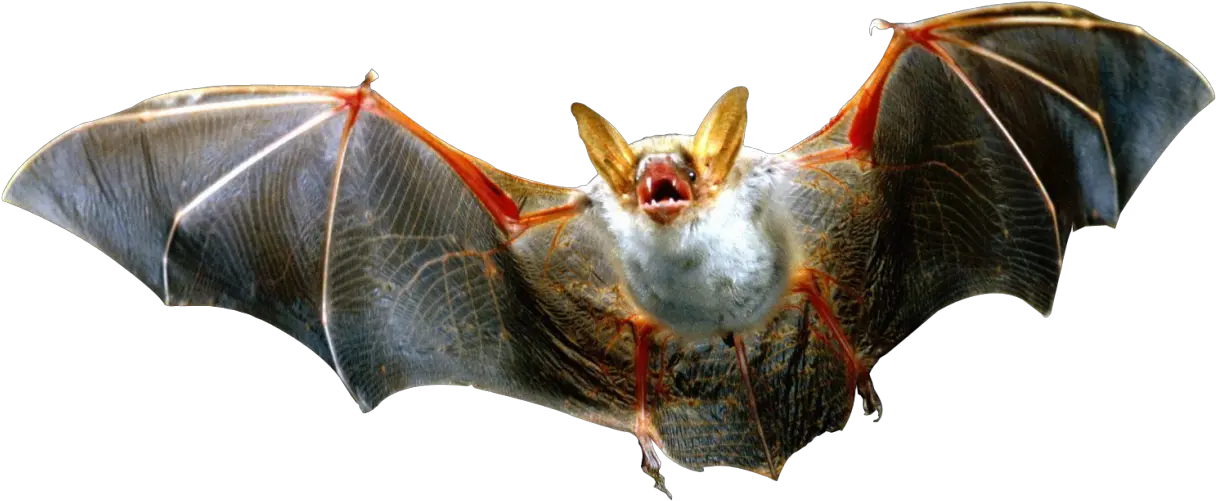 Flying Bat Png Image Vampire Bat Transparent Background Bats Transparent