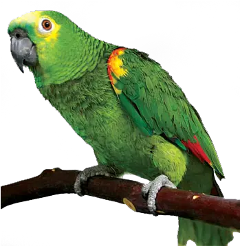 Transparent Png Pictures Parrot Png Parrot Transparent