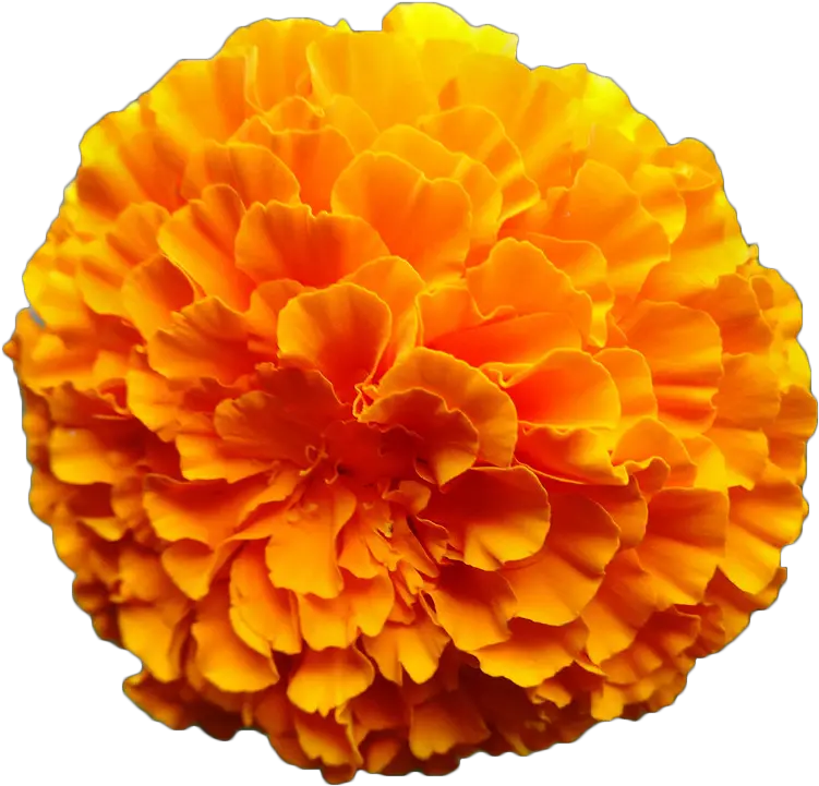 Mexican Marigold Flower Calendula Orange Marigold Flower Png Marigold Png