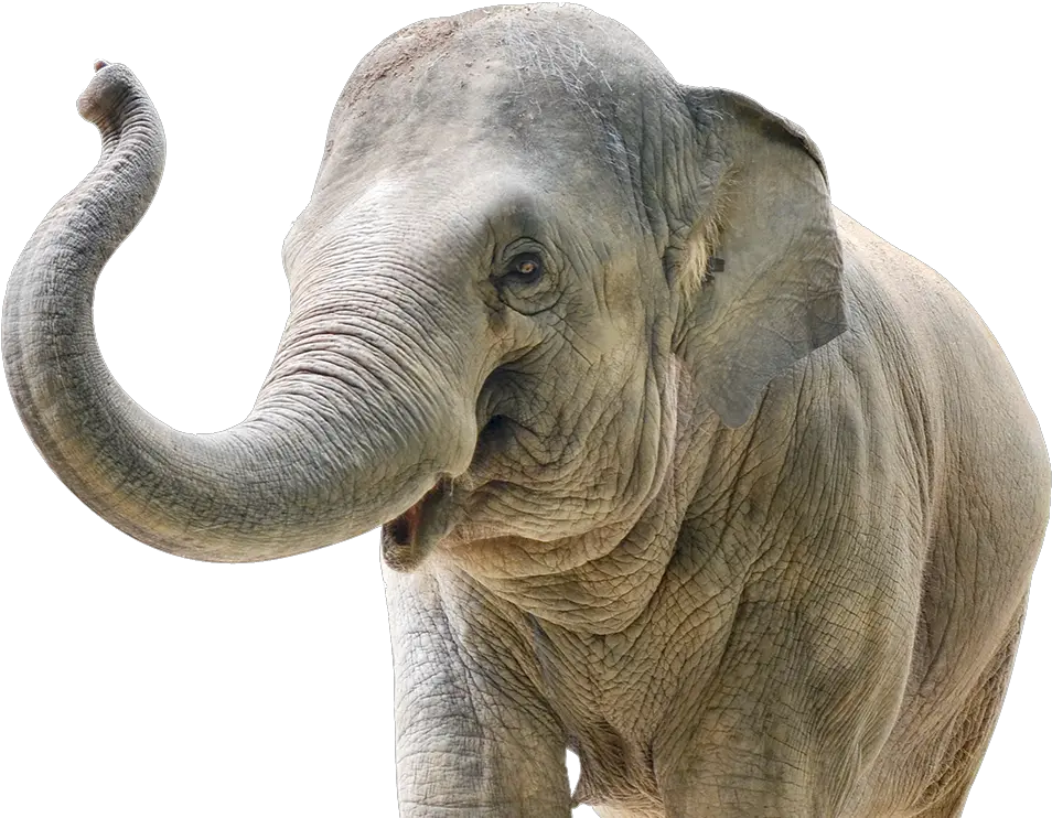 Download The Carden International Circus Is Committed 110 Png Elephant