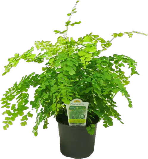 12cm Maidenhair Fern Flowerpot Png Fern Png