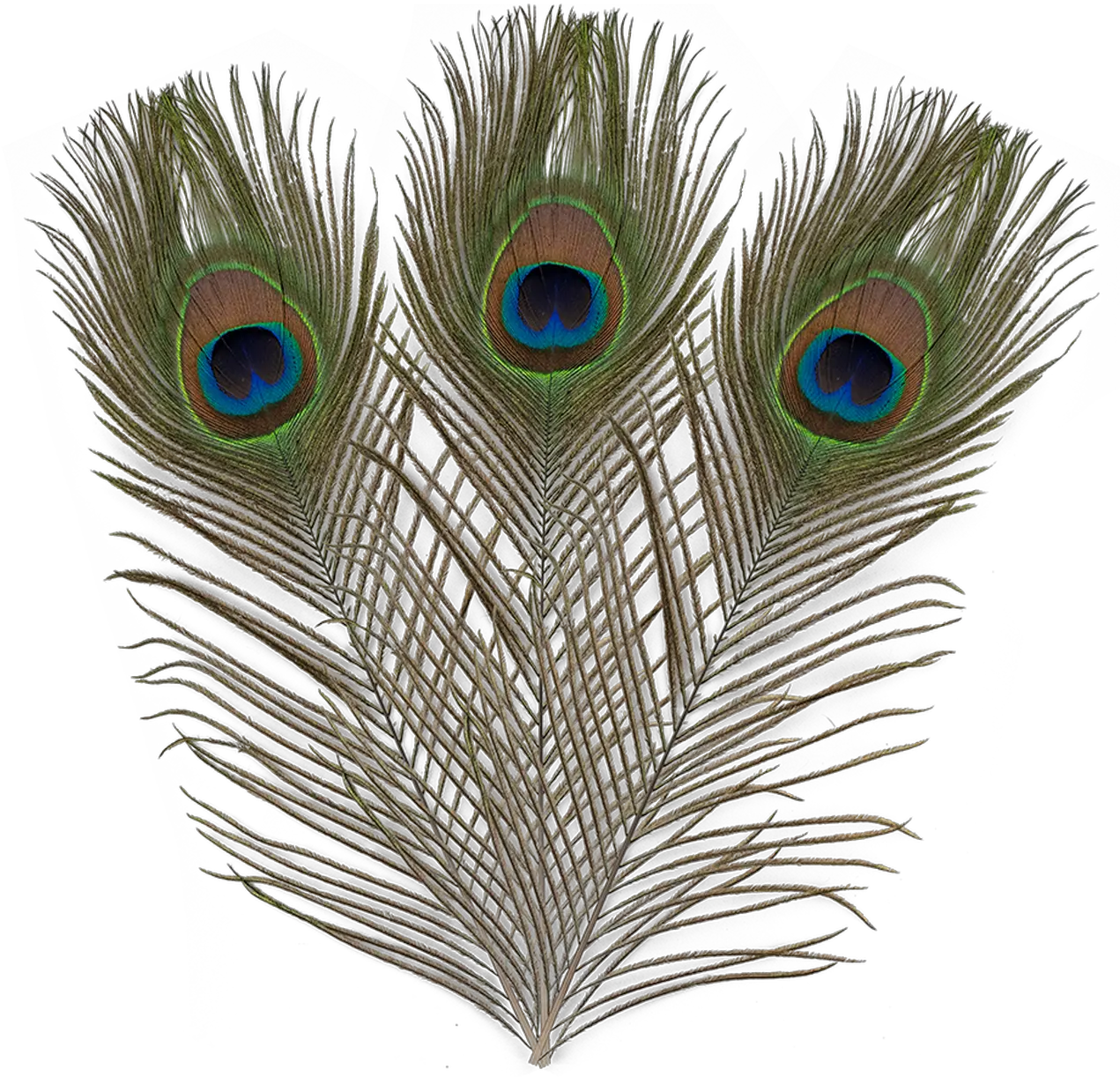 Ef 017 Peacock Feathers Flightless Bird Png Peacock Feather Png