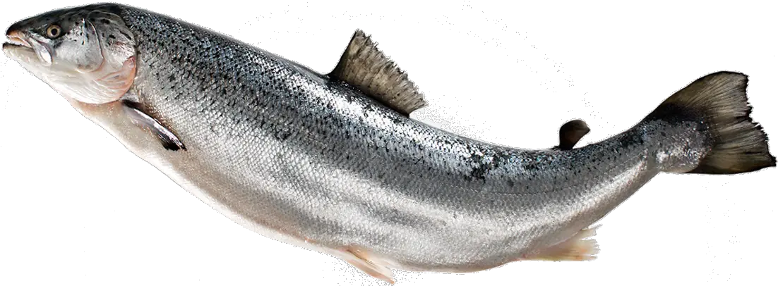 Fish Png Image Free Download Salmon Fish Png Ocean Fish Png