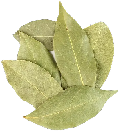 Manufacturer Of Organic Bay Leaf Buttonbush Png Laurel Leaves Png