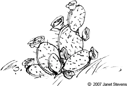 Texas Reading Club Jubilee 1958 2008 Tslac Transparent Black And White Cactus Png Cactus Transparent Background