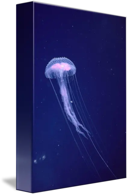 Hawaii Jellyfish With Long Tentacles In Blue Spar By Design Pics Bioluminescence Png Tentacles Transparent