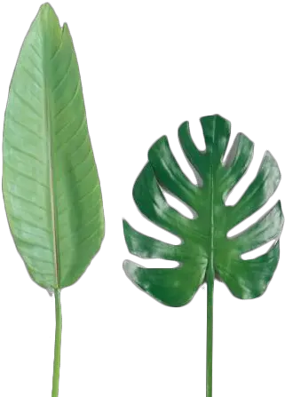 Faux Tropical Leaf Stems Set Of 2 Bird Of Paradise Leaf Png Tropical Leaves Png