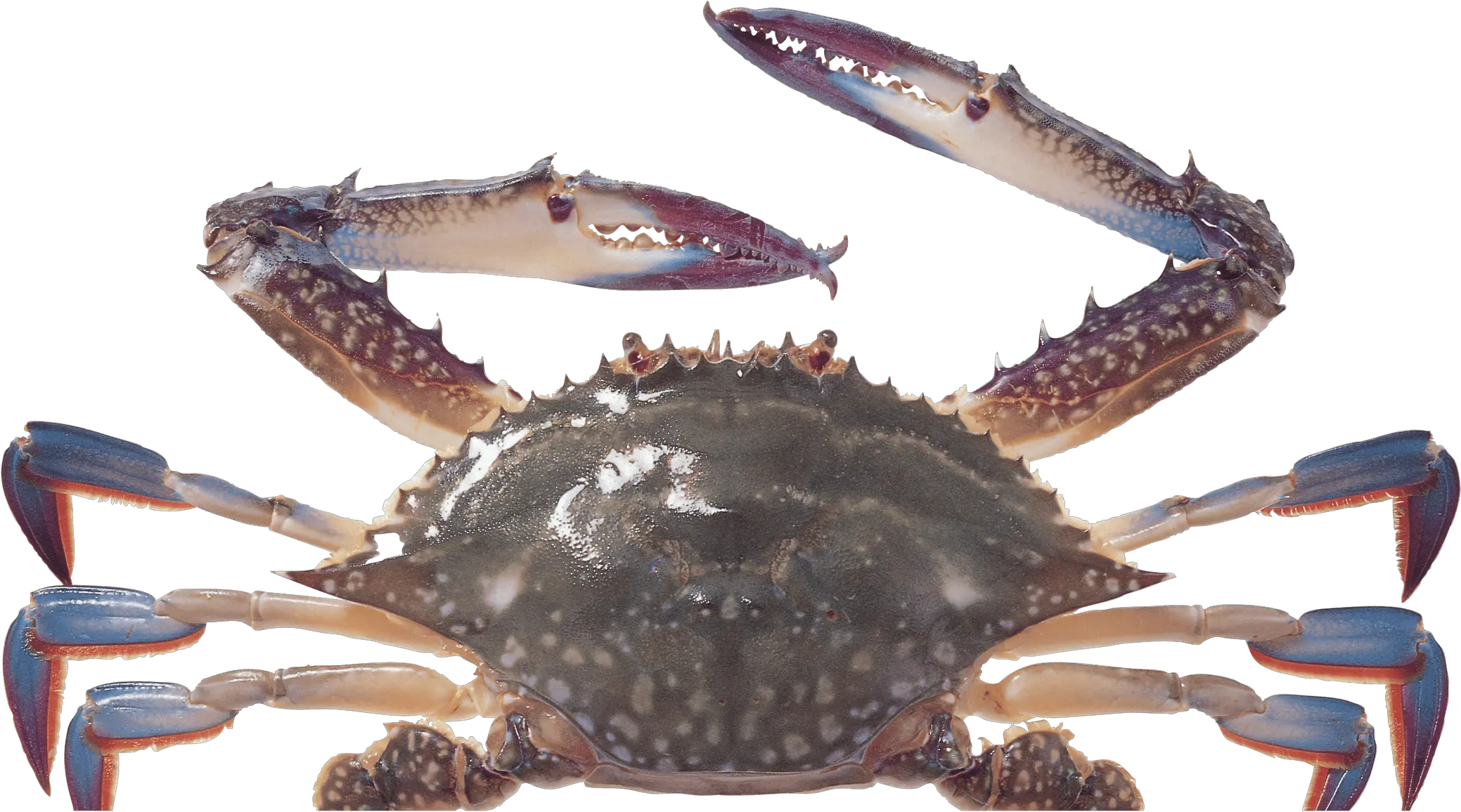 Free Transparent Png Images On Crab