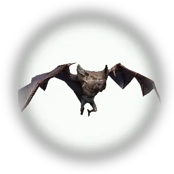 Bdo Forest Bat Bddatabasenetusnpc21555 Png Bats Icon