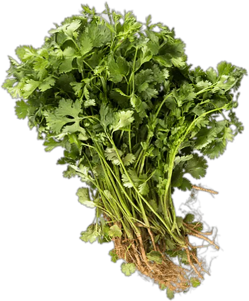 Cilantro Plank Roadmarket Coriander Png Cilantro Png